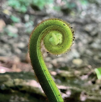 Broto de samambaia enrolado em espiral, verde-vivo, prestes a se abrir